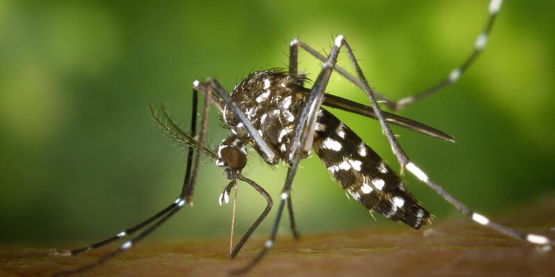 Dengue in Pakistan: A Multidimensional Crisis Beyond Medicine